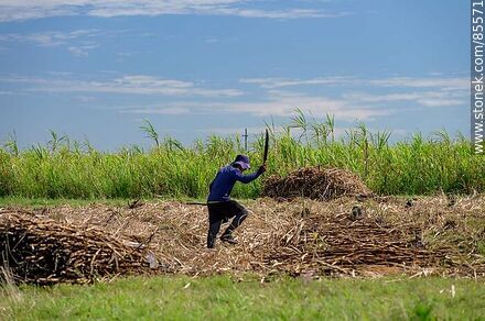 Cañero (también llamados peludos) cortando caña de azúcar - Artigas - URUGUAY. Photo #85571