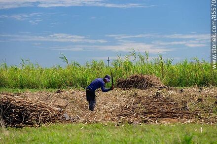 Cañero (también llamados peludos) cortando caña de azúcar - Artigas - URUGUAY. Photo #85570