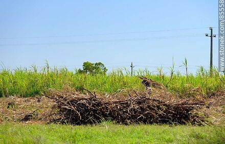 Caña de azúcar recién cortada - Departamento de Artigas - URUGUAY. Foto No. 85558
