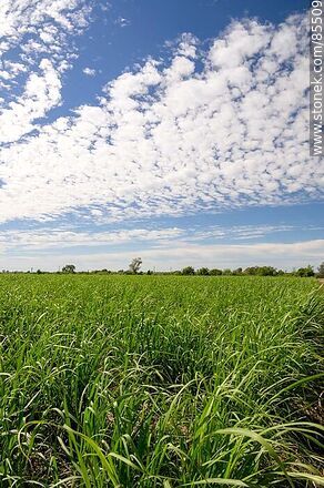 Sugar cane plantation - Artigas - URUGUAY. Photo #85509