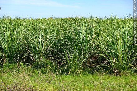 Plantación de caña de azúcar - Departamento de Artigas - URUGUAY. Foto No. 85502