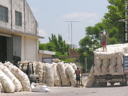 Carrying wool - Flores - URUGUAY. Photo #29862