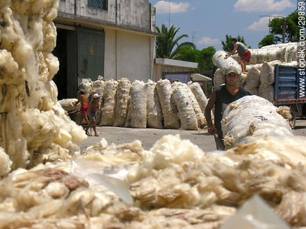 Bolsones de lana. - Departamento de Flores - URUGUAY. Foto No. 29859