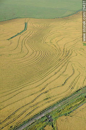 Ricefield in Uruguay - Department of Rocha - URUGUAY. Photo #29431