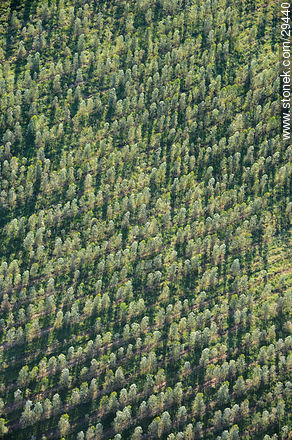 Bosque de eucaliptos - Departamento de Rocha - URUGUAY. Foto No. 29440