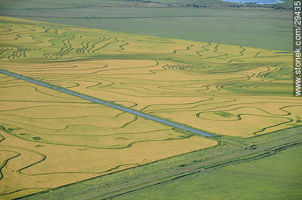 Ricefield in Uruguay - Department of Rocha - URUGUAY. Photo #29435