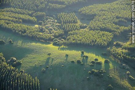 Bosques de eucaliptos al amanecer -  - URUGUAY. Foto No. 29878