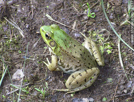 Frog - State of Pennsylvania - USA-CANADA. Photo #12537