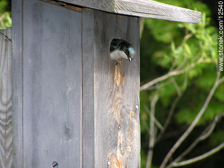 Golondrina en su nido - Estado de Pennsylvania - EE.UU.-CANADÁ. Foto No. 12540
