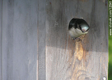 Golondrina en su nido - Fauna - IMÁGENES VARIAS. Foto No. 12541