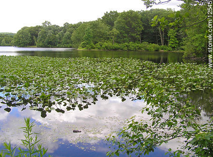 Lago con camalotes en Allamuchy Mountain. - Estado de Nueva Jersey - EE.UU.-CANADÁ. Foto No. 12545