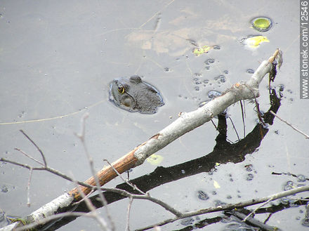 Frog - State ofNew Jersey - USA-CANADA. Photo #12546