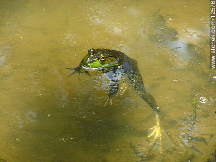 Frog - State ofNew Jersey - USA-CANADA. Photo #12576