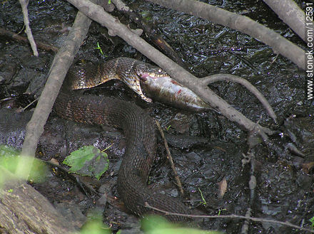 Snake wolfing an entire fish down - State ofNew Jersey - USA-CANADA. Photo #12581