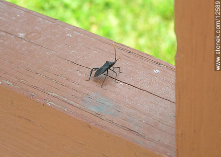 Bedbug - Fauna - MORE IMAGES. Photo #12589