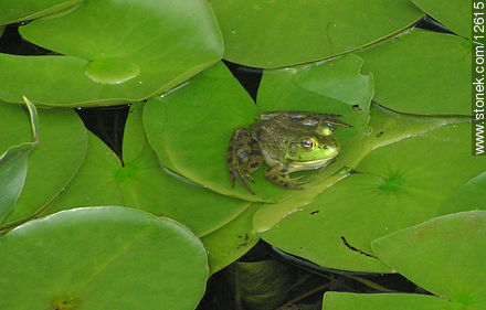 Green frog - State ofNew Jersey - USA-CANADA. Photo #12615