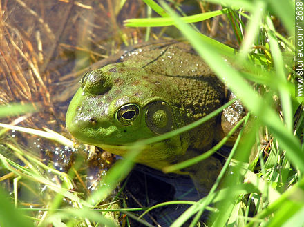 Green frog - State ofNew Jersey - USA-CANADA. Photo #12638