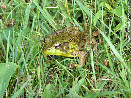 Green frog - Fauna - MORE IMAGES. Photo #12651