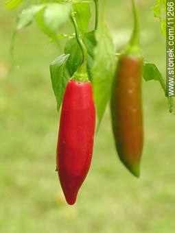 Red pepper - Flora - MORE IMAGES. Photo #11266
