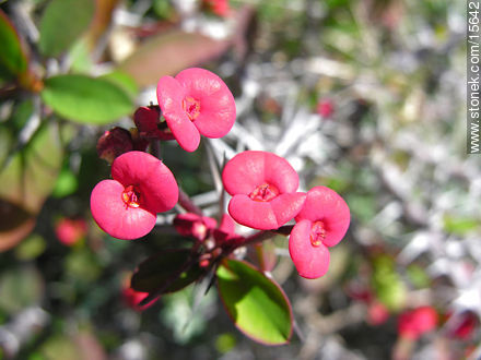  - Flora - IMÁGENES VARIAS. Foto No. 15642