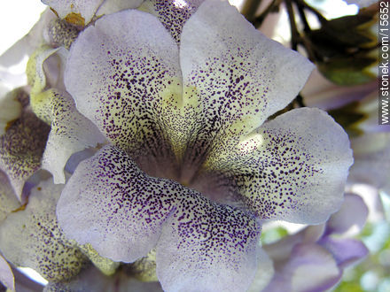  - Flora - IMÁGENES VARIAS. Foto No. 15652