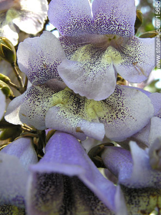  - Flora - IMÁGENES VARIAS. Foto No. 15655