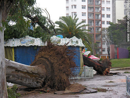 Árboles arrancados de raíz - Departamento de Montevideo - URUGUAY. Foto No. 12686