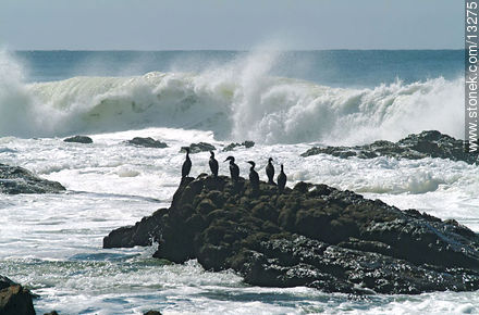 Cormoranes y el oleaje - Punta del Este y balnearios cercanos - URUGUAY. Foto No. 13275