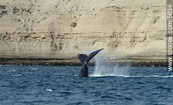 Southern frank whale - Province of Chubut - ARGENTINA. Photo #5634