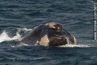 Callosidades de la ballena franca austral - Provincia de Chubut - ARGENTINA. Foto No. 5672
