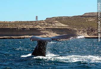 Muchas fotos de ballenas - Provincia de Chubut - ARGENTINA. Foto No. 3096