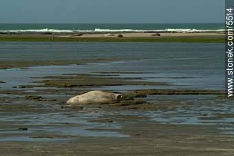 Elefante marino (foca) descansando en Punta Delgada. - Provincia de Chubut - ARGENTINA. Foto No. 5514