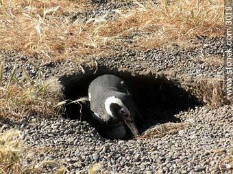 Pingüino cuidando el nido. Principios de noviembre. - Provincia de Chubut - ARGENTINA. Foto No. 3019