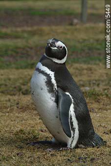 Pingüino magallánico - Provincia de Chubut - ARGENTINA. Foto No. 5449