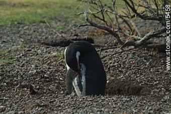 Pingüinos magallánicos - Provincia de Chubut - ARGENTINA. Foto No. 5458