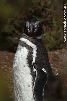 Pingüino magallánico - Provincia de Chubut - ARGENTINA. Foto No. 5468