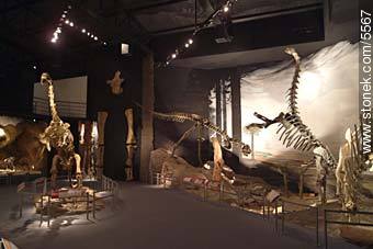 Museo paleontológico de Trelew - Provincia de Chubut - ARGENTINA. Foto No. 5567
