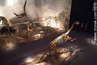 Museo paleontológico de Trelew - Provincia de Chubut - ARGENTINA. Foto No. 5570