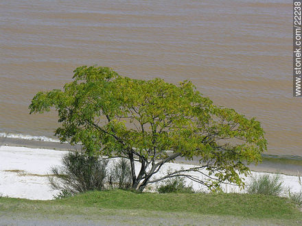 Ceibo sobre la playa - Departamento de Colonia - URUGUAY. Foto No. 22238