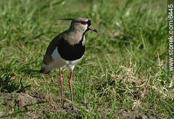 Southern Lapwing - Fauna - MORE IMAGES. Photo #6445