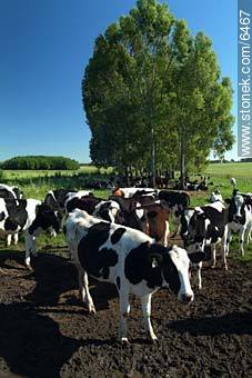 Vacas -  - URUGUAY. Foto No. 6467