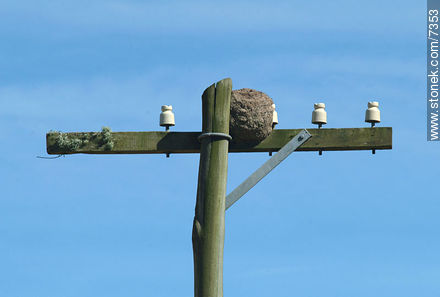 Ovenbird nest on top of an old post -  - URUGUAY. Photo #7353