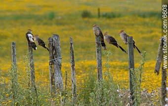 Pirinchos in a fence - Fauna - MORE IMAGES. Photo #6608