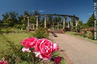 Rose Garden - Department of Montevideo - URUGUAY. Photo #7138