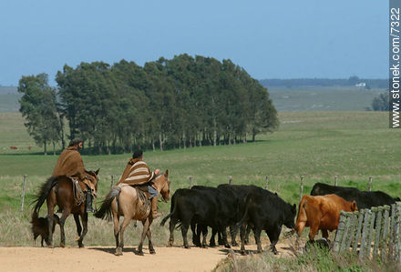 Herding cattle -  - URUGUAY. Photo #7322