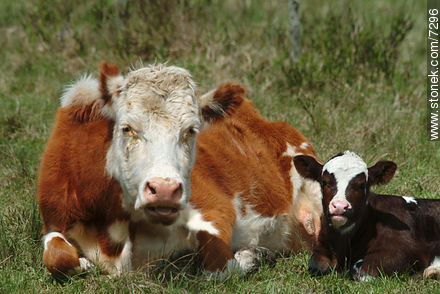 Cow and calf -  - URUGUAY. Photo #7296
