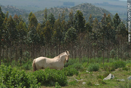 White horse in eucalyptus woodland -  - URUGUAY. Photo #7267