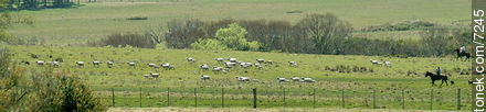 Rebaño de ovejas -  - URUGUAY. Foto No. 7245