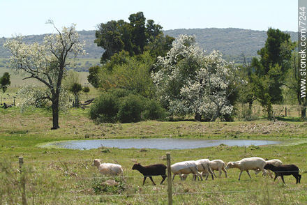 Rebaño de ovejas -  - URUGUAY. Foto No. 7244