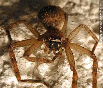 Spider - Fauna - MORE IMAGES. Photo #1271